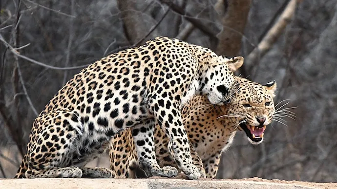 Leopard-Sep27-1