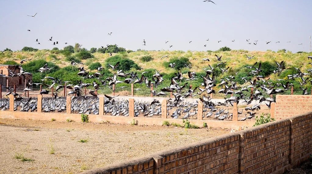 Khichan – For Birdwatching Bliss